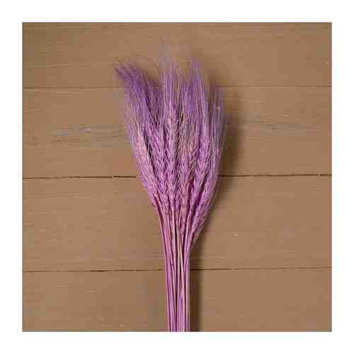 ВисмаS Сухой колос пшеницы, набор 50 шт., цвет фиолетовый арт. 101628198300