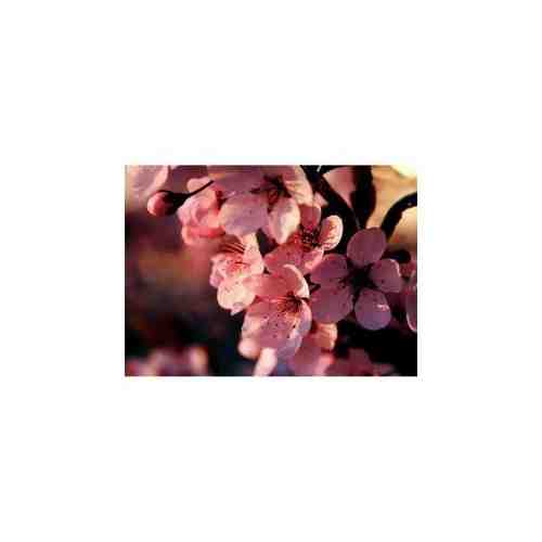 Яркие грани Вишня в цвету (полная/квадр.) DS326 арт. 1746678003